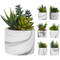 Planta decor in ghiveci 321000130