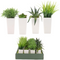 Decorative plants in pots 317002080