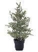Decoratiune brad in ghiveci 33cm 317992020
