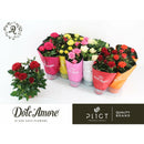 Rosa Mix 40 cm