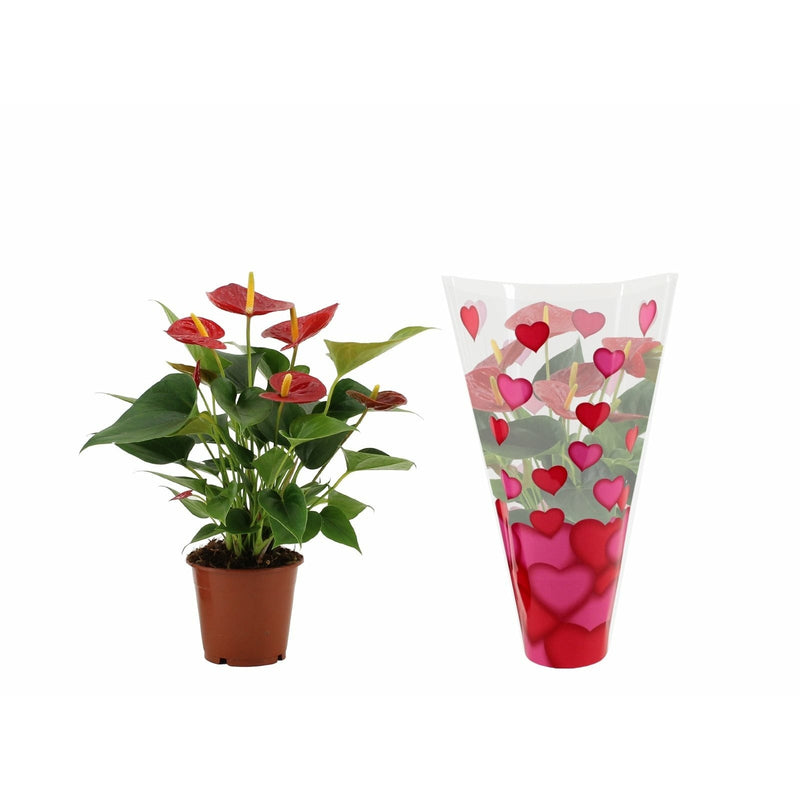 Anthurium Red, 40 cm