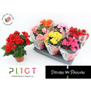 Begonia premium mix