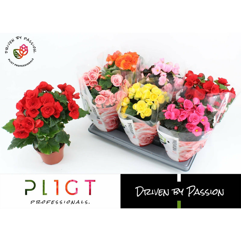 Begonia premium mix