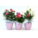 Bloeimix in ghiveci ceramic, 27 cm