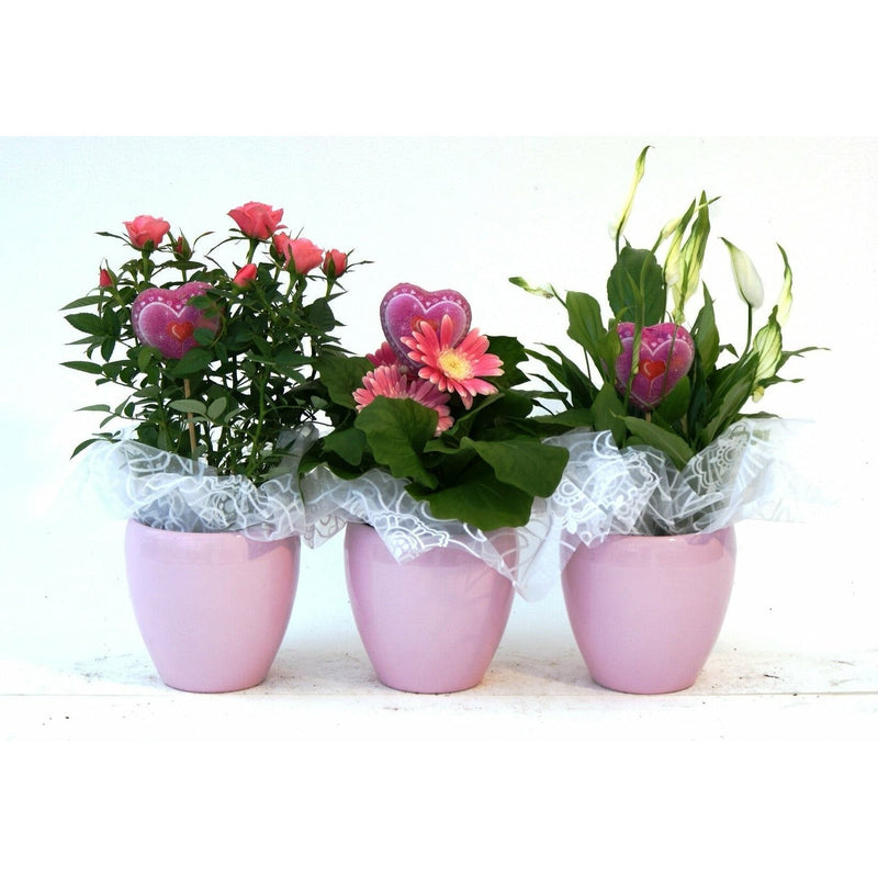 Bloeimix in ghiveci ceramic, 27 cm