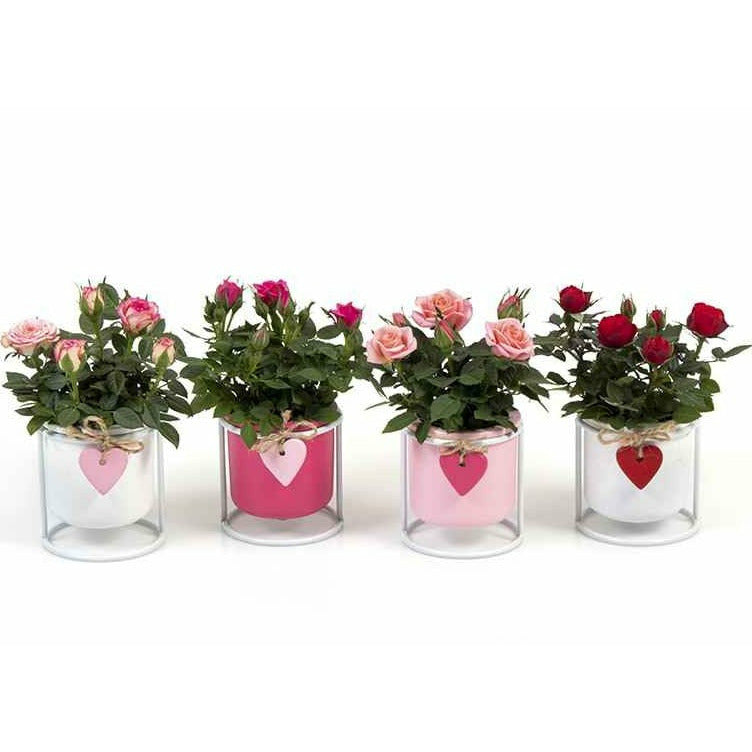 Aranjament Rosa E7972