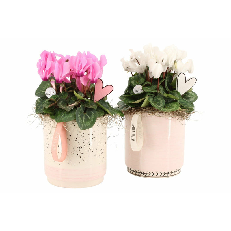 Cyclamen, 30 cm