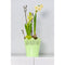 Koronka ghiveci dantelat din plastic verde, 16.5 cm