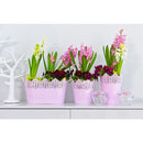 Koronka ghiveci dantelat din plastic roz, 12 cm
