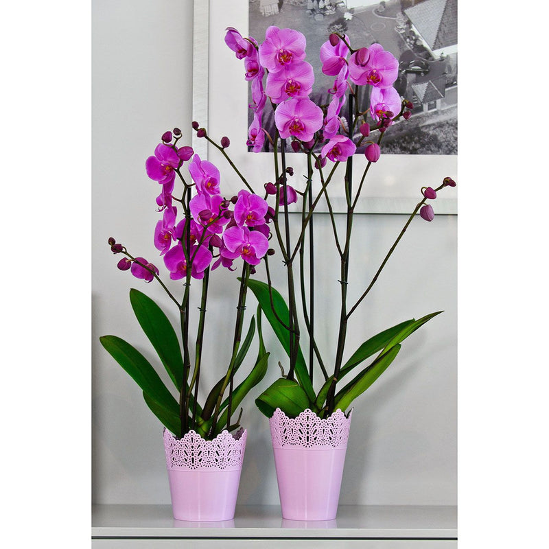 Koronka ghiveci dantelat din plastic roz, 16.5 cm