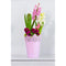 Koronka ghiveci dantelat din plastic roz, 12 cm