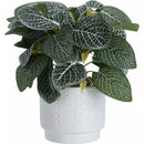 Planta decorativa in ghiveci 495200020