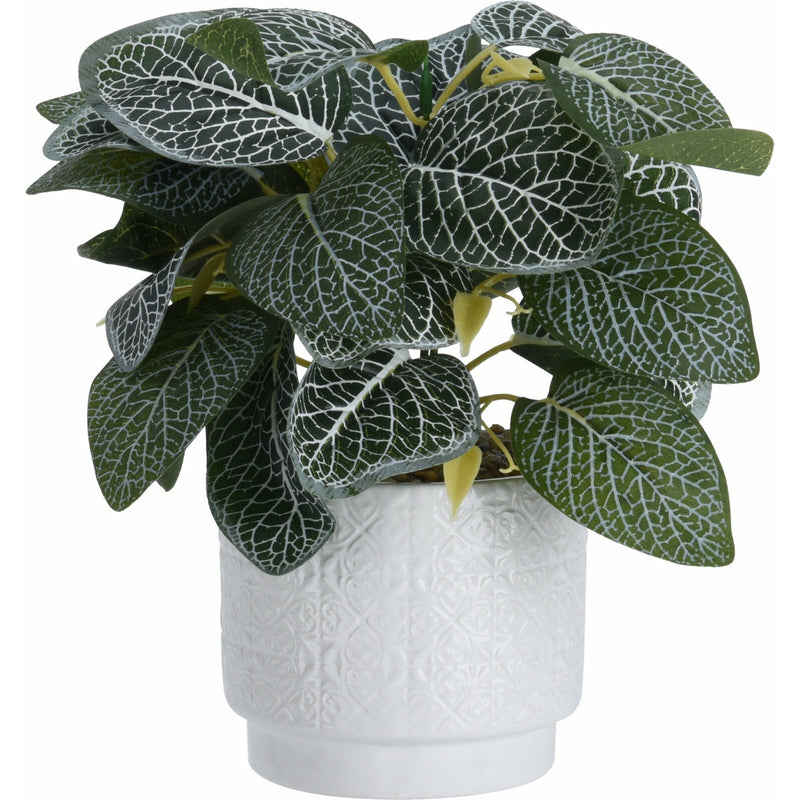Planta decorativa in ghiveci 495200020