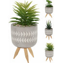 Planta decorativa in ghiveci 16cm