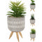 Planta decorativa in ghiveci 16cm