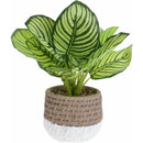 Planta decorativa in ghiveci 26x28 cm