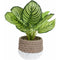 Planta decorativa in ghiveci 26x28 cm