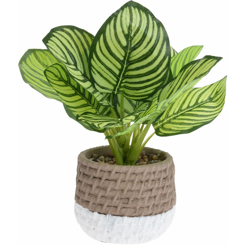 Planta decorativa in ghiveci 26x28 cm