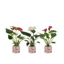 Anthurium Pearl in ghiveci ceramic "Spring Love"