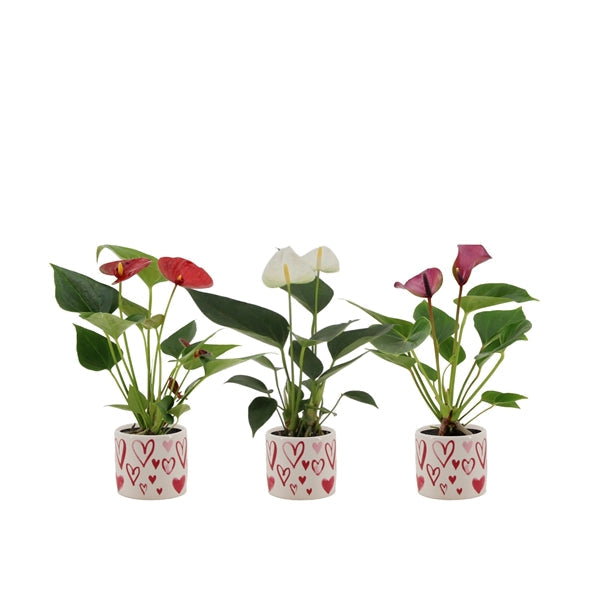 Anthurium Pearl in ghiveci ceramic "Spring Love"
