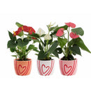 Anthurium in ghiveci ceramic