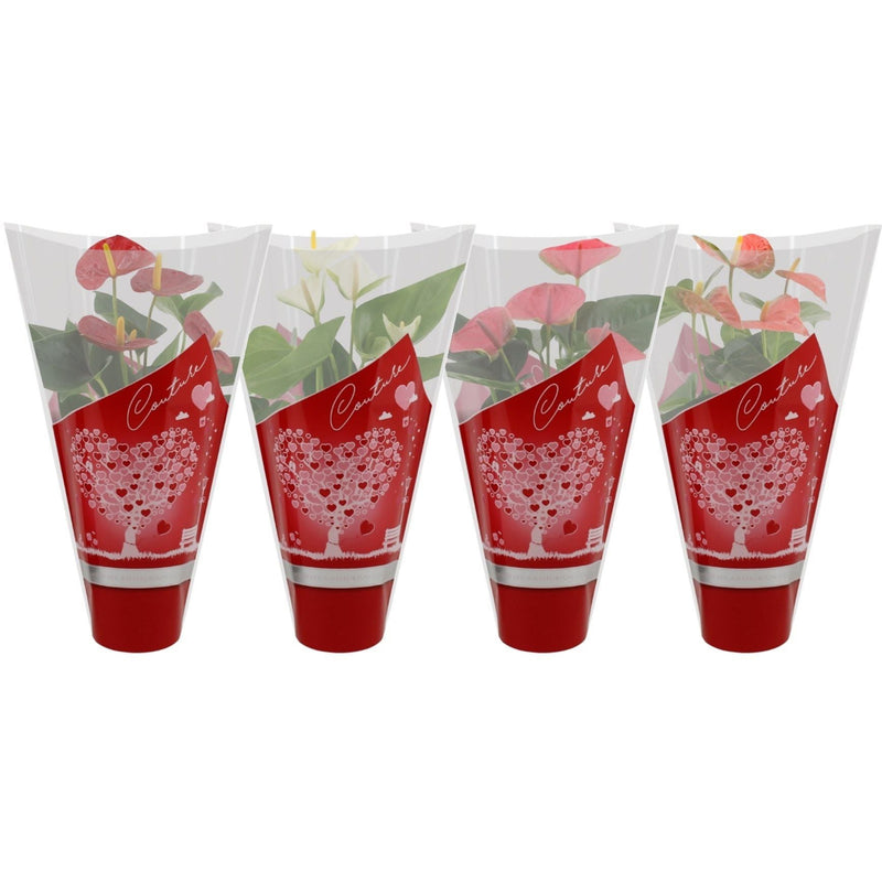 Anthurium in couture hearts sleeve