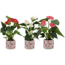 Anthurium mix in Stockholm ceramics