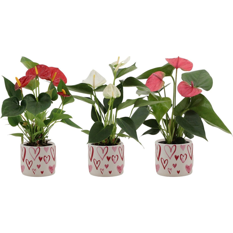 Anthurium mix in Stockholm ceramics