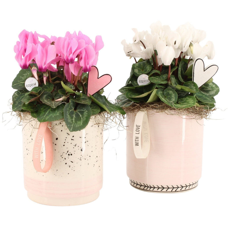 Aranjament Valentines in ghiveci ceramic