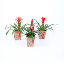 Bromelia mix in punga cadou, 40 cm