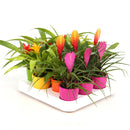 Bromelia Mini ton sur ton in ghiveci ceramic