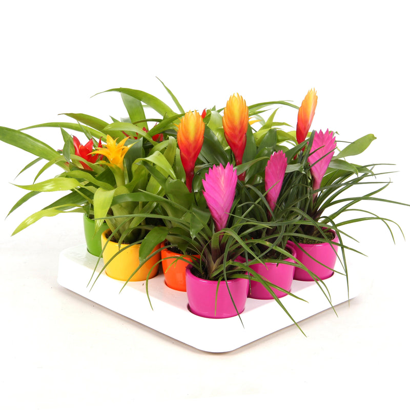 Bromelia Mini ton sur ton in ghiveci ceramic