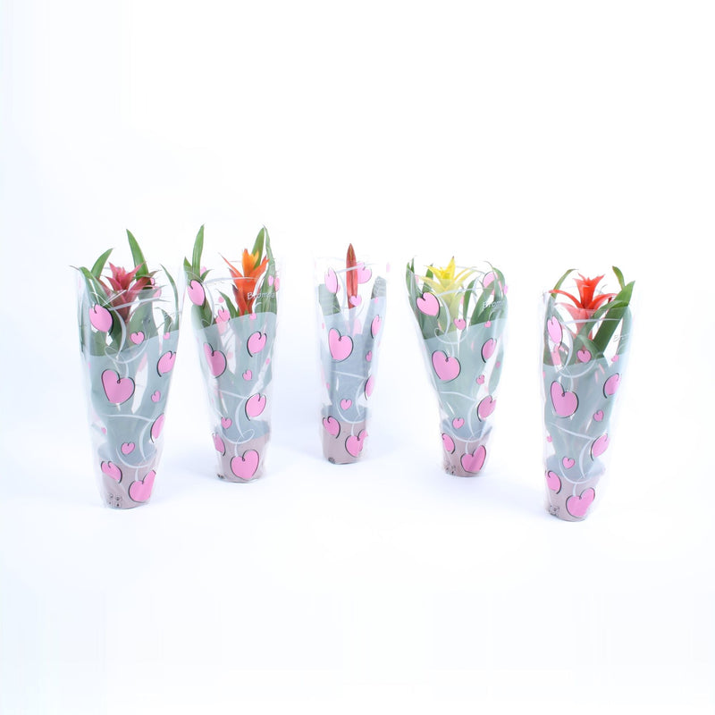Bromelia mix in roze true love hartenhoes
