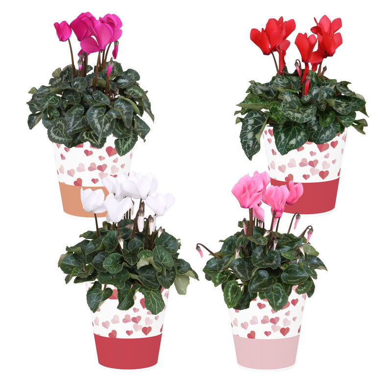 Cyclamen in smartcup collectie soft illusion
