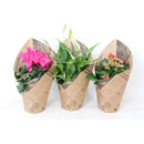 Flowering mix in papier manchet