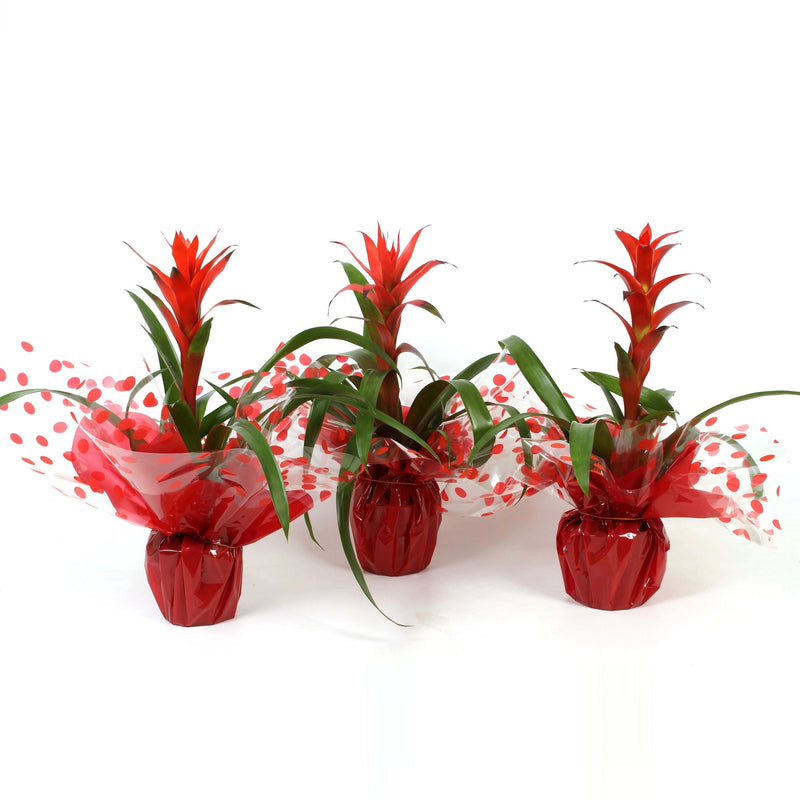 Guzmania in ambalaj cadou