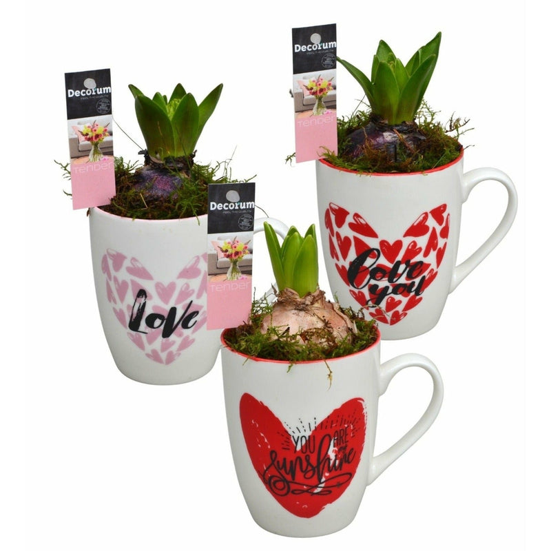 Hyacinth HL11094WP - Zambila in cana ceramica