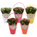 KALANCHOE ROSALINA 12CM