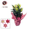 Lilium Oriental 13cm rondella