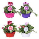 Morelips® flori trio primavara