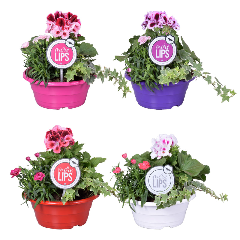 Morelips® flori trio primavara