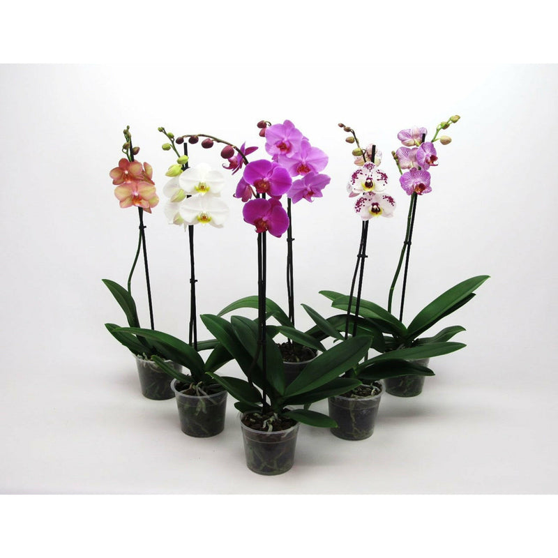 Orhidee Phalaenopsis, 1 tija