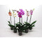 PHALAENOPSIS-Orchidee mit einem Stiel