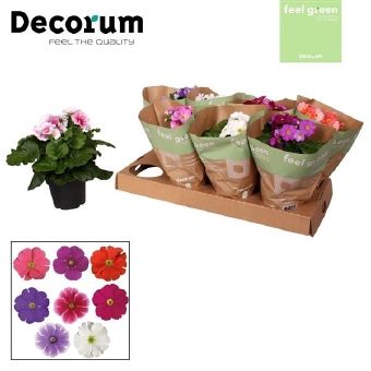 Primula touch me mix