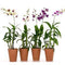 Dendrobium orchid pcs