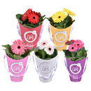 Gerbera mix, 30 cm